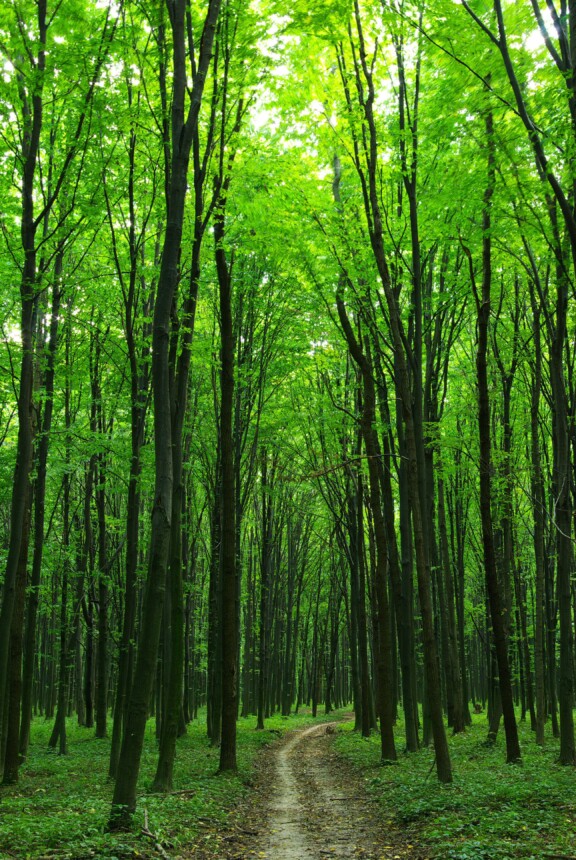 Grønn helse, sti innover i skogen