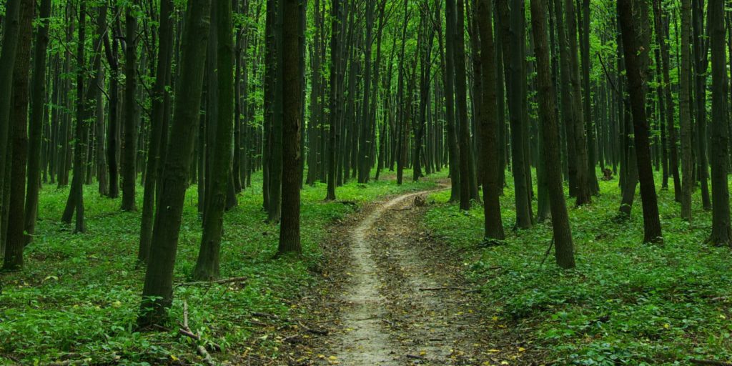 Grønn helse, sti innover i skogen