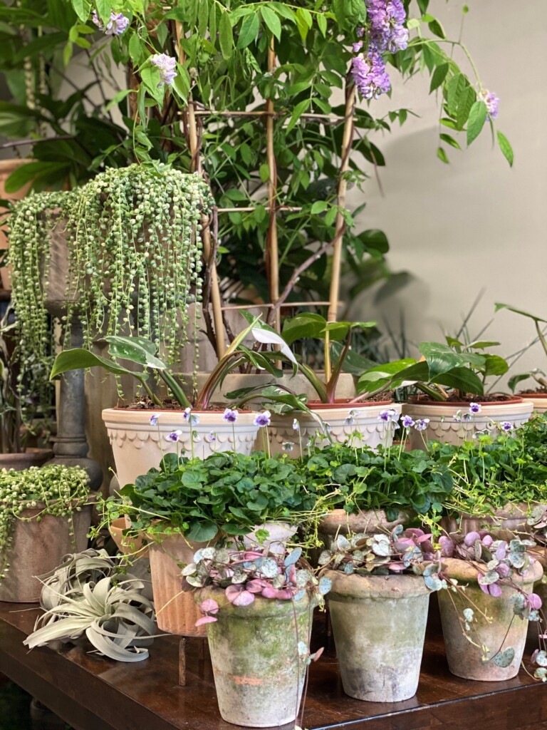 Potteplanter i butikken Eitrah