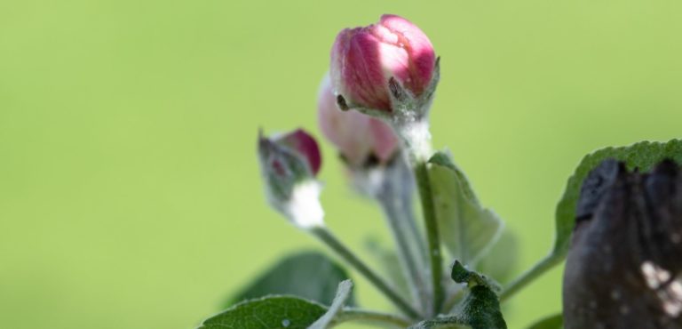 NATURSMART -Epleblomst i knopp