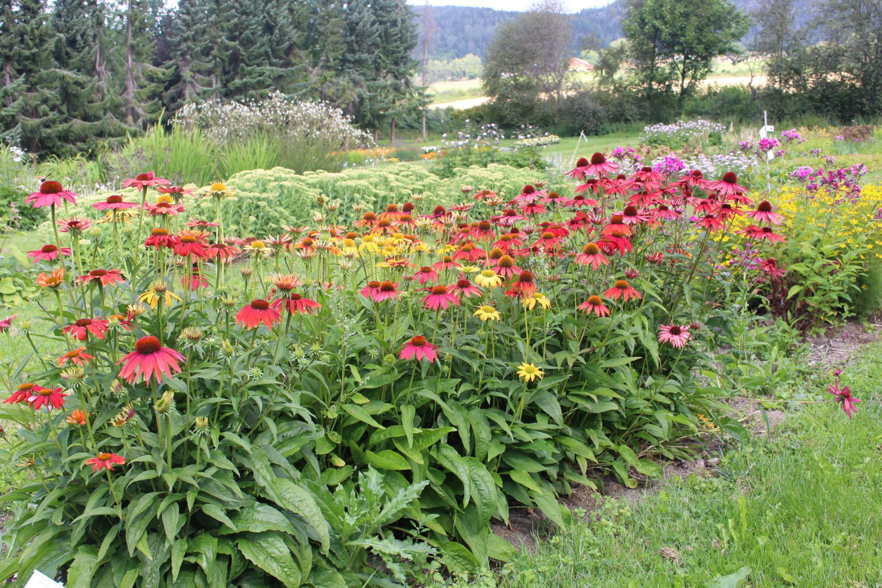 Blomsterfelt på friland