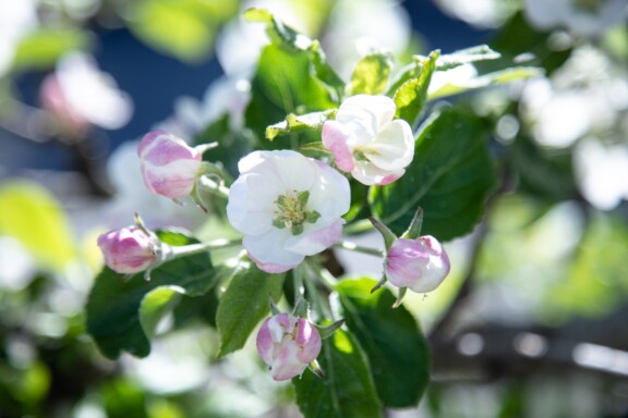 Blomstrende epletregrein