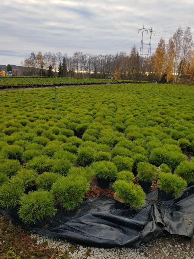 Foto av små bartrær i planteskole