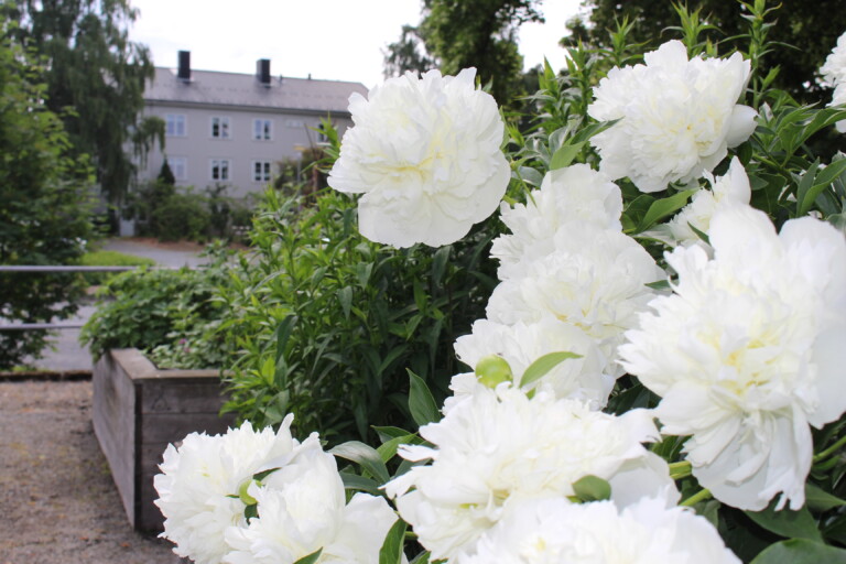 Hvite pioner i full blomstring på Norges grønne fagskole - Vea