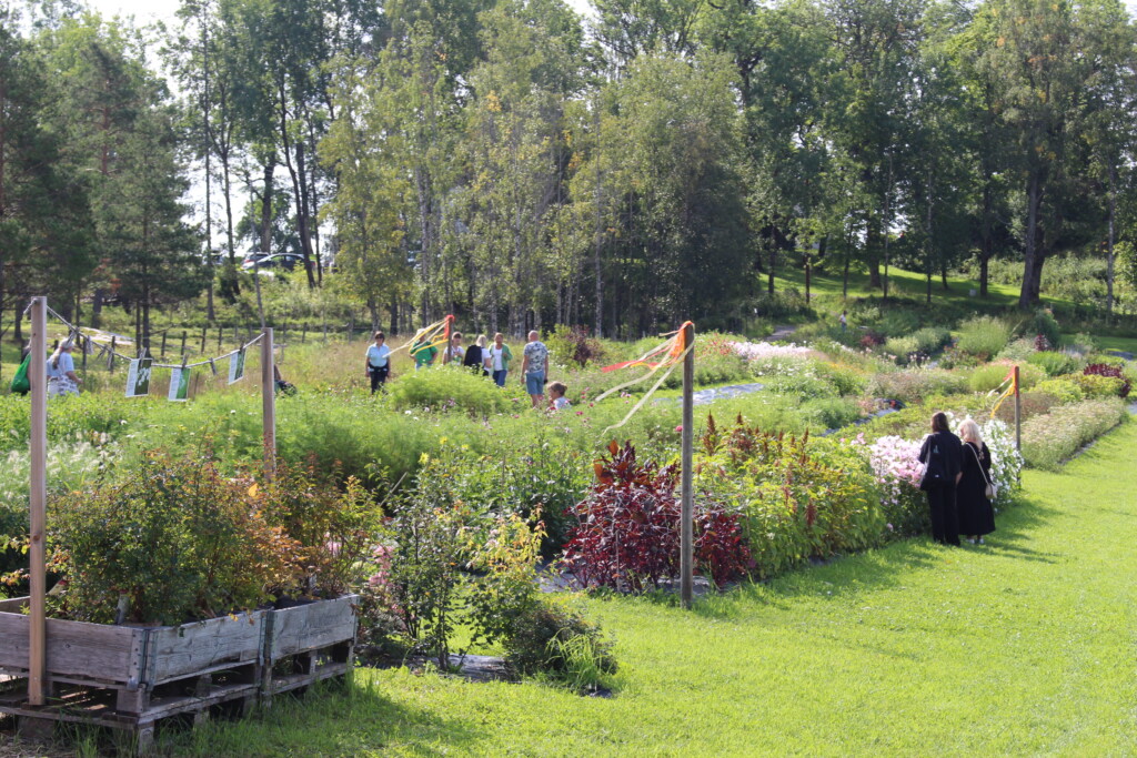 Store felter med sommerblomster som er dyrket på Abildsø.