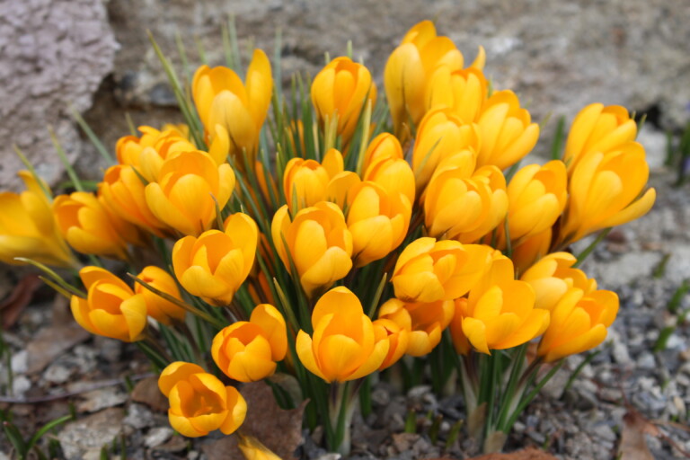 Gul krokus som stikker opp fra grusen