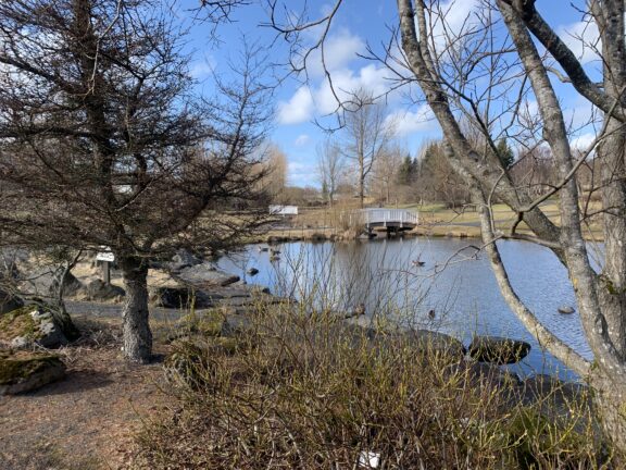 Dam, hvit bro, trær i Botanisk hage, Island