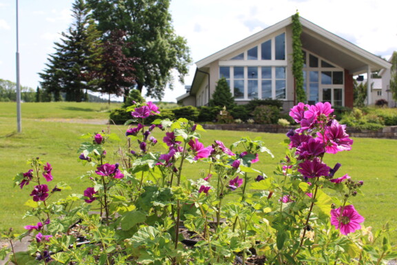Rosa blomster med et bygg med mange vinduer i bakgrunnen