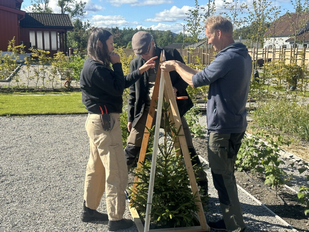 Tre gartnere med en mal for beskjæring av grantre