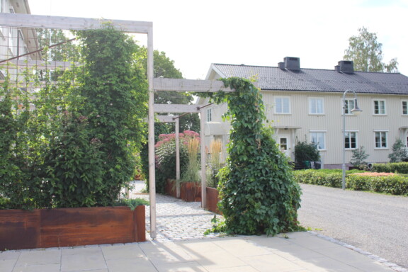 Klatrende planter i pergola