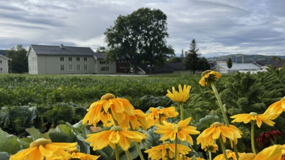 Gule blomster med skolebygningene på Norges grønne fagskole - Vea i bakgrunnen