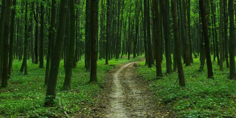 Grønn helse, sti innover i skogen