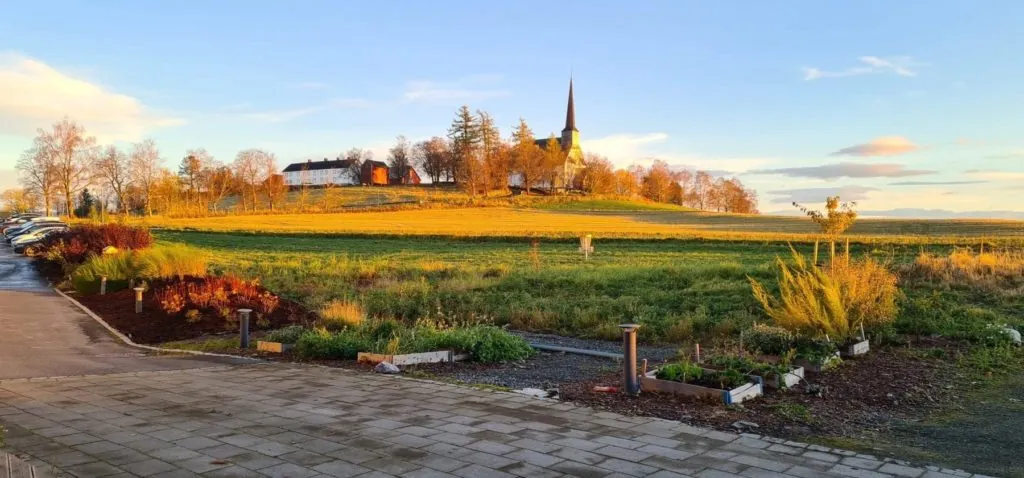 Landskap med stauder i forgrunnen og Mære kirke bak