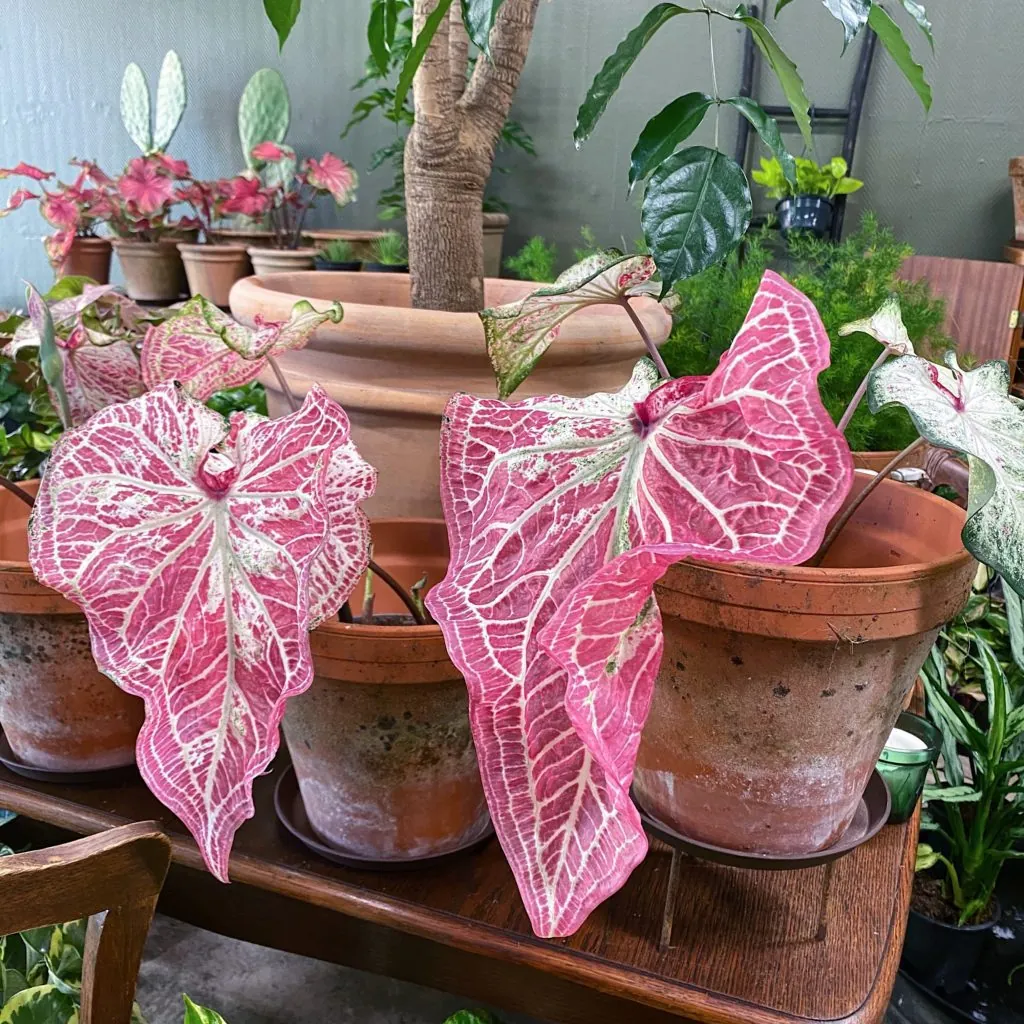 Potteplante med rosa blader og hvite nerver
