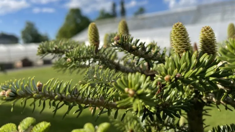 Stående grønne kongler på gran