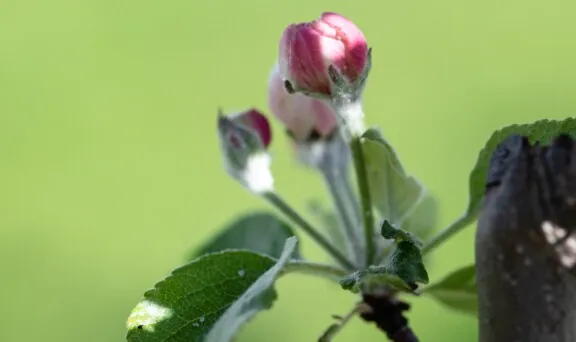 NATURSMART -Epleblomst i knopp