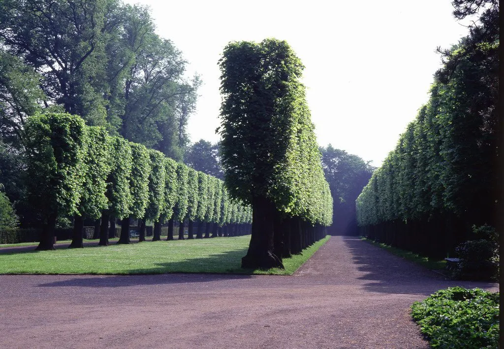 Foto av høye formklipte trær som står på rekke