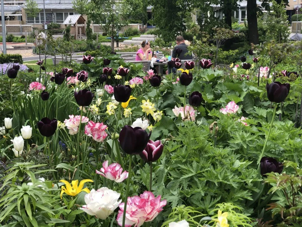 Foto av frodig hage med tulipaner i mørk burgunder, rosa, hvitt og gult