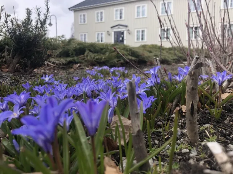 Scilla som blomster på Norges grønne fagskole - Vea