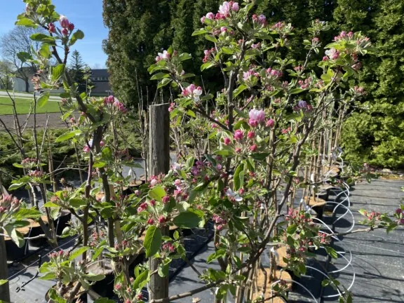 Foto av epletrær på rekke med rosa blomster