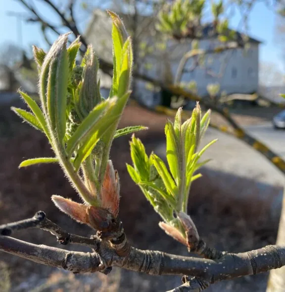 Rognebærtre som e ri ferd med å springe ut