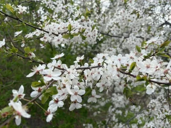 Tre med hvite blomster