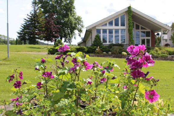 Rosa blomster med et bygg med mange vinduer i bakgrunnen