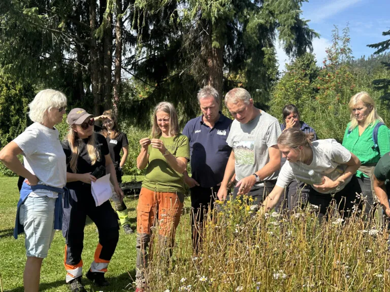 Kurs i etablering og skjøtsel av blomstereng