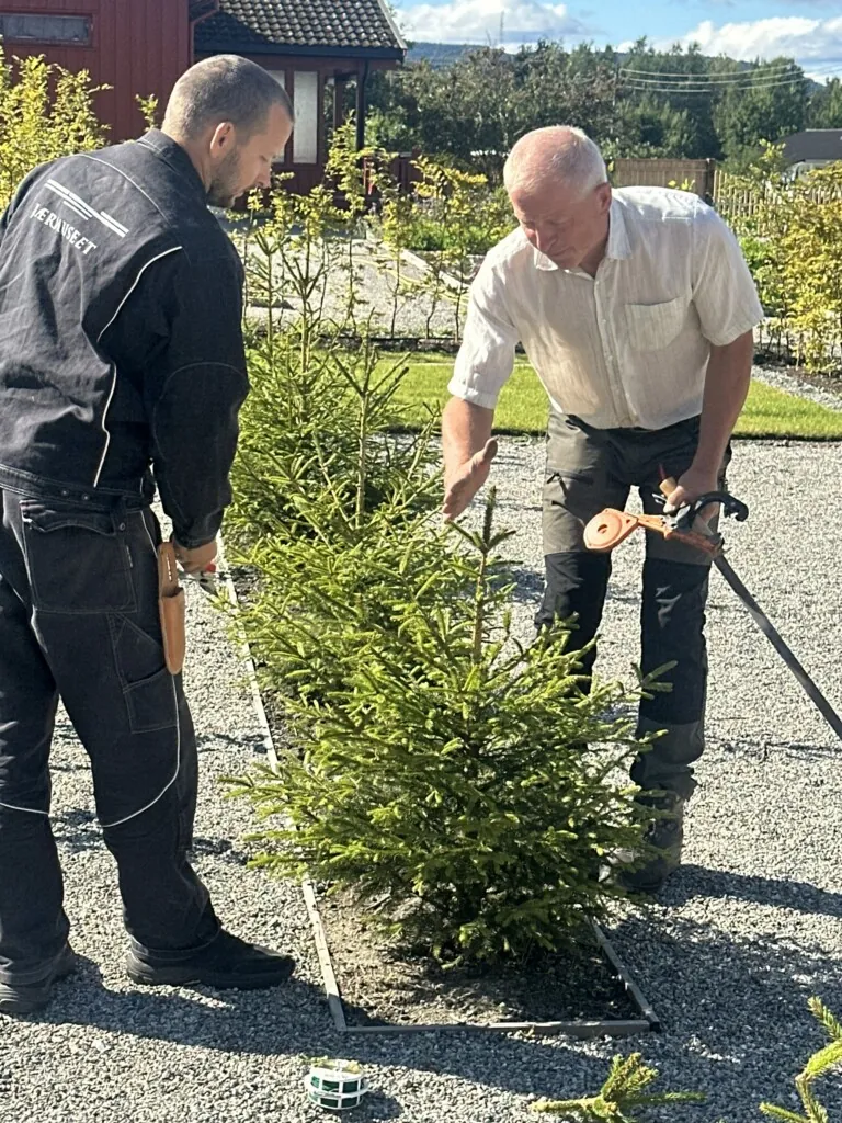 To gartnere som ser på beskjæring av gran