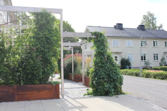 Klatrende planter i pergola