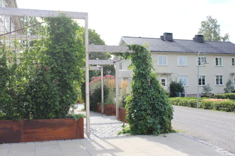 Klatrende planter i pergola