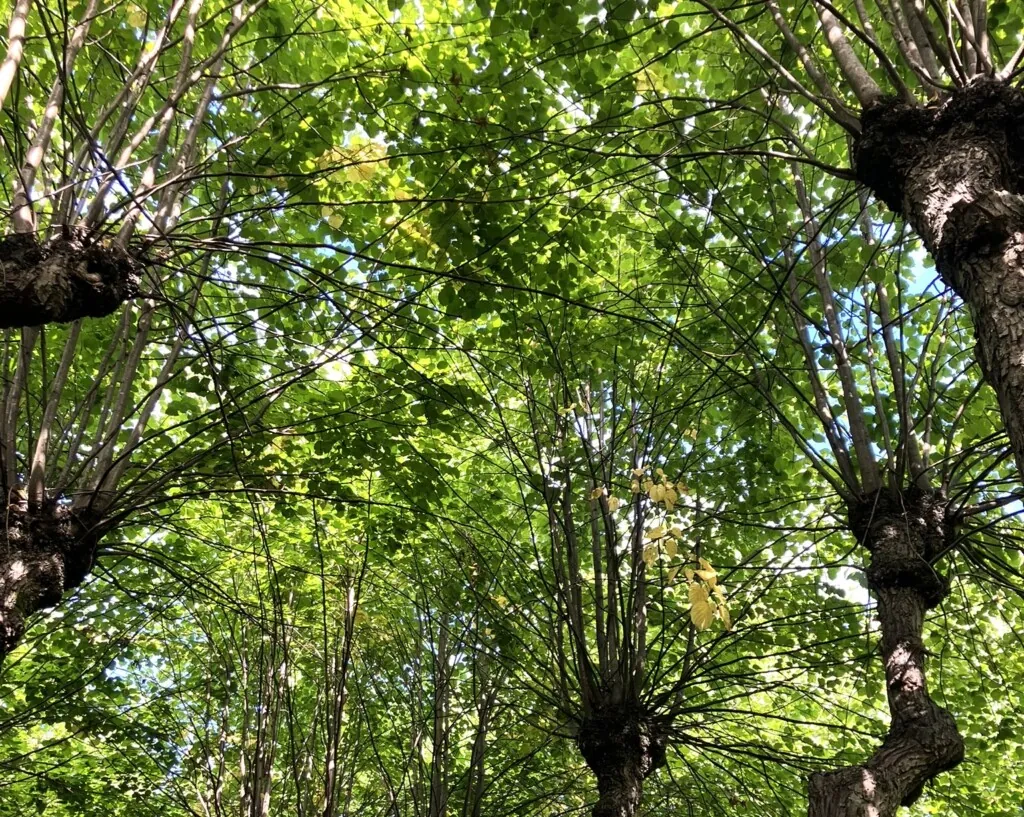 Trekroner der du kan skimte lyset og himmelen gjennom bladene