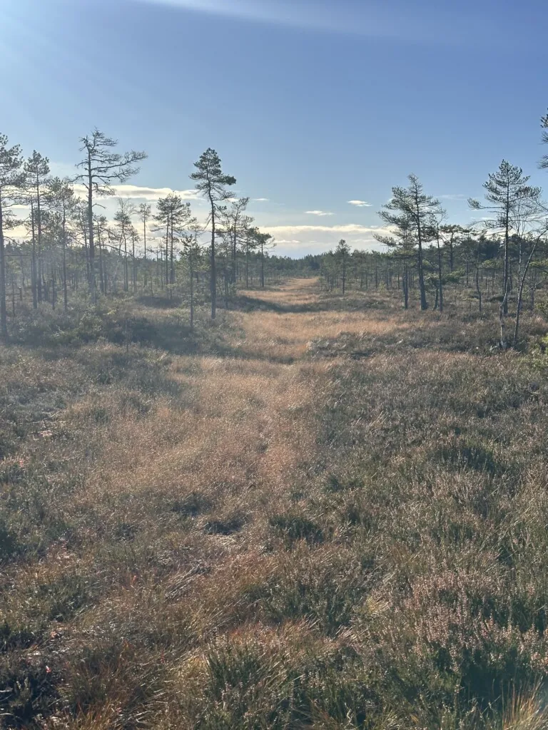 Myr med furutrær, der man tydelig ser spor etter flere år med løypekjøring