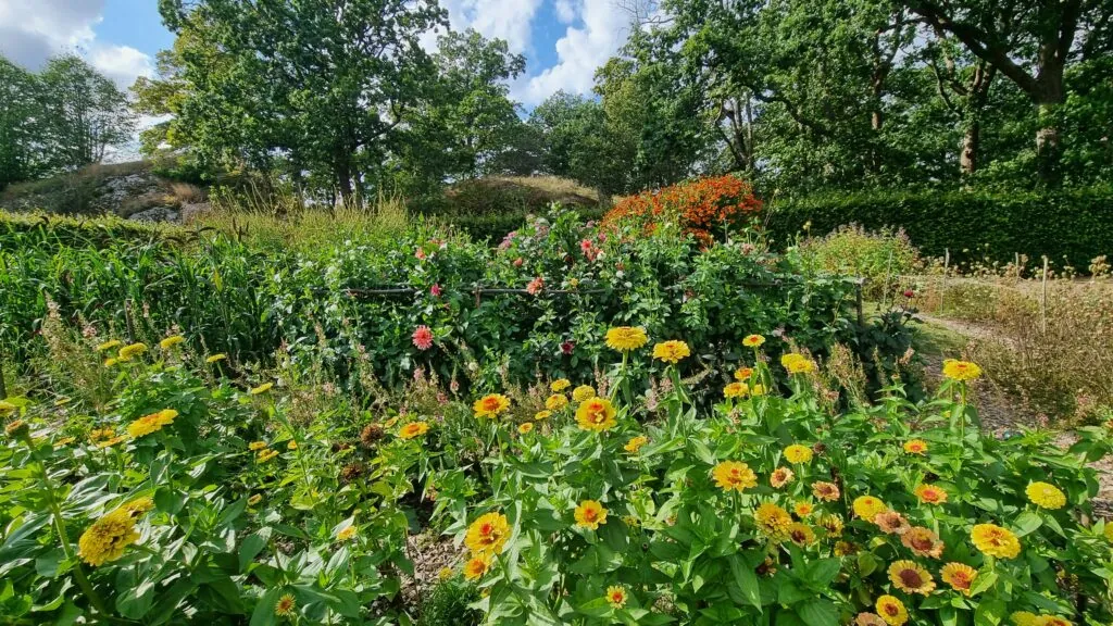 Gule zinnia blomstrer i parken på Gunnebo slott