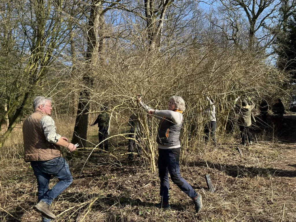 Flere personer som driver med beskjæring av store busker