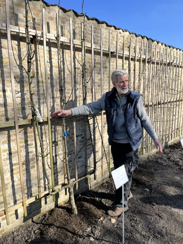 Gartner som viser frem espalierte trær