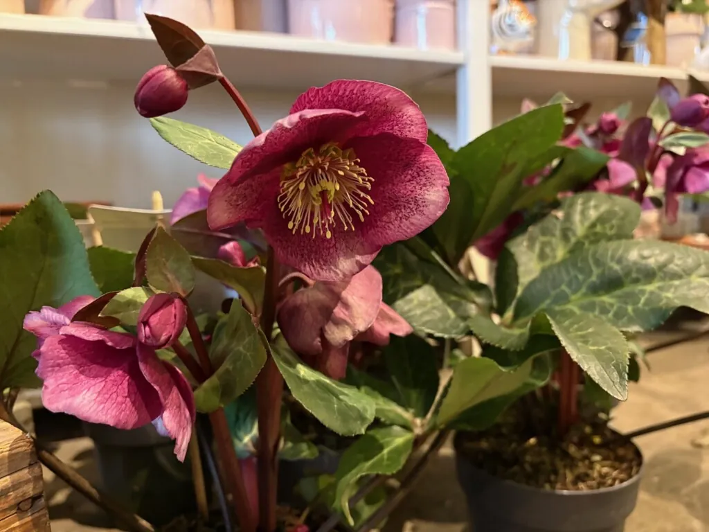 Julerose - Helleborus