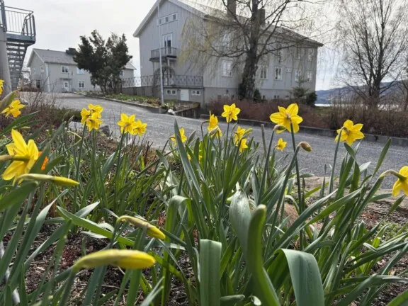 Påskeliljer som blomster på Norges grønne fagskole - Vea