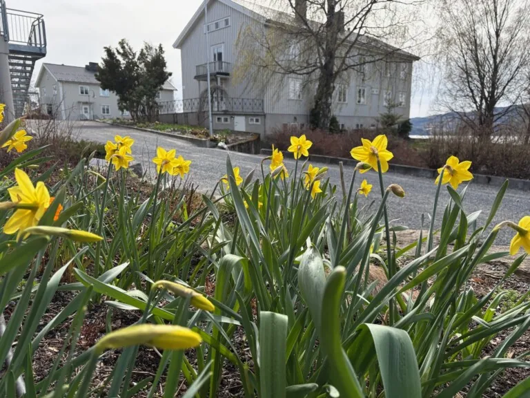 Påskeliljer som blomster på Norges grønne fagskole - Vea