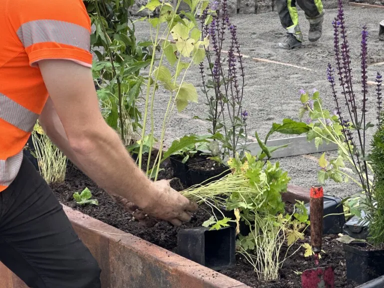 Anleggsgartner som planter