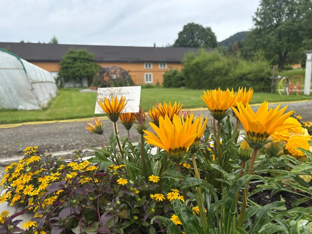Gule blomster i forkant av et oransje bygg