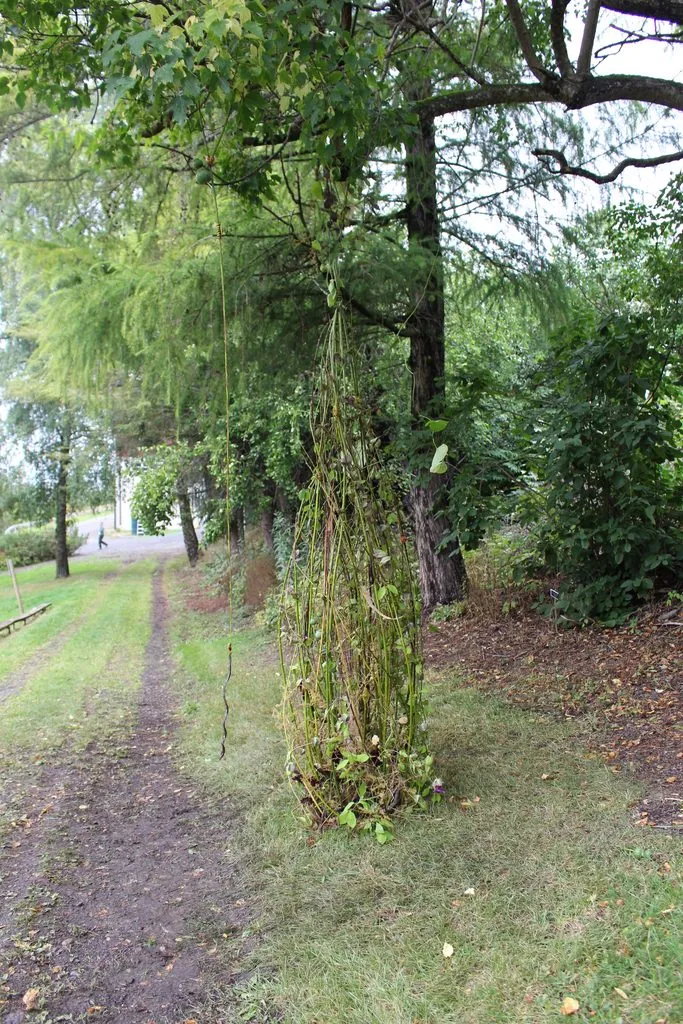 Botanisk arbeid laget stående under et tre