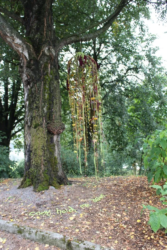 Botanisk objekt som henger ned fra et tre