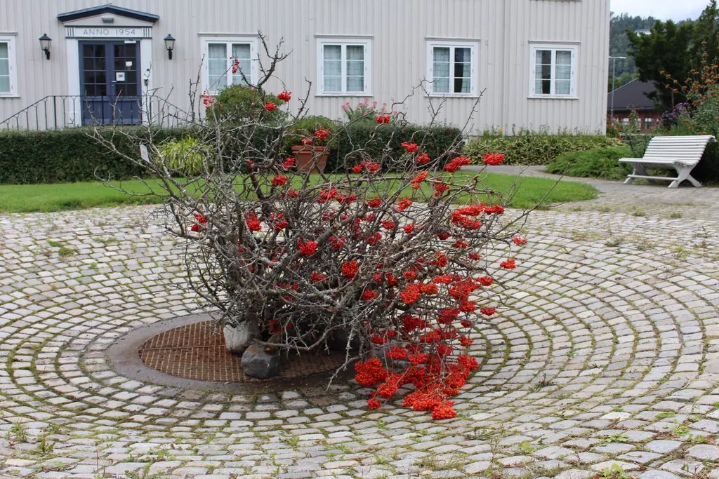 Botanisk arbeid laget av greiner og rognebær, plassert i en tørr fontene
