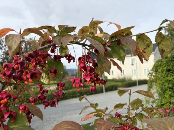 Rosa og oransje frukter av sakalinbeinved