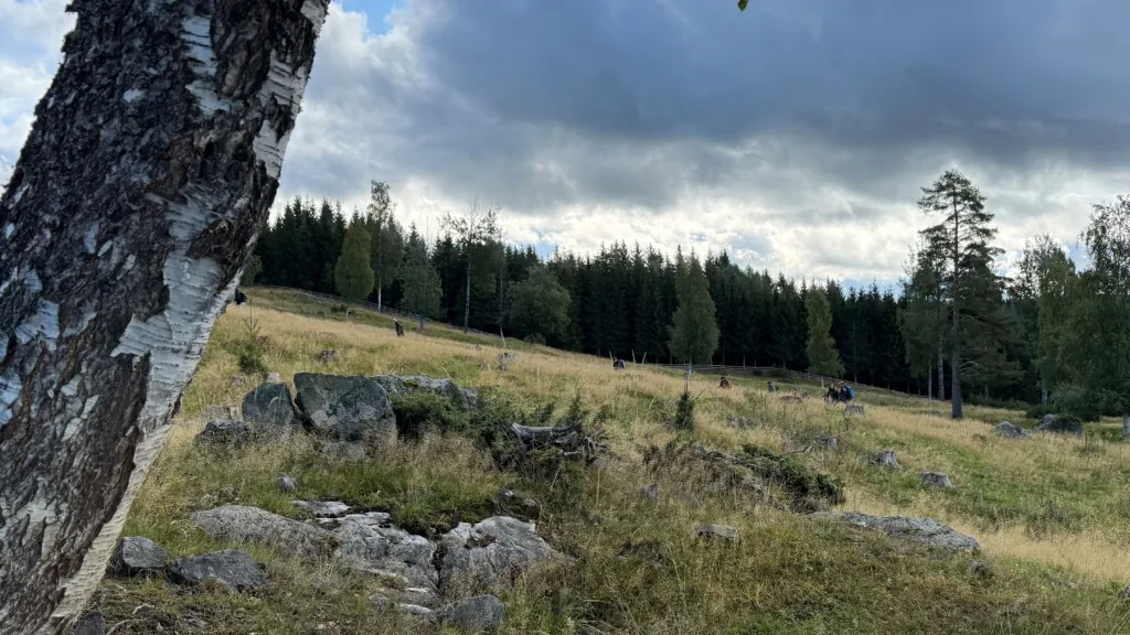 Vakkert beite med skog i bakgrunnen