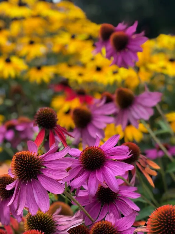 Rosa blomster, rudbeckia