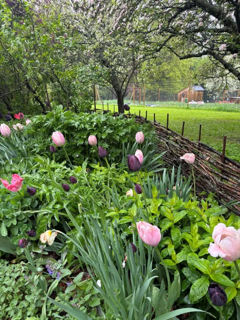 Tulipaner som blomster i bed