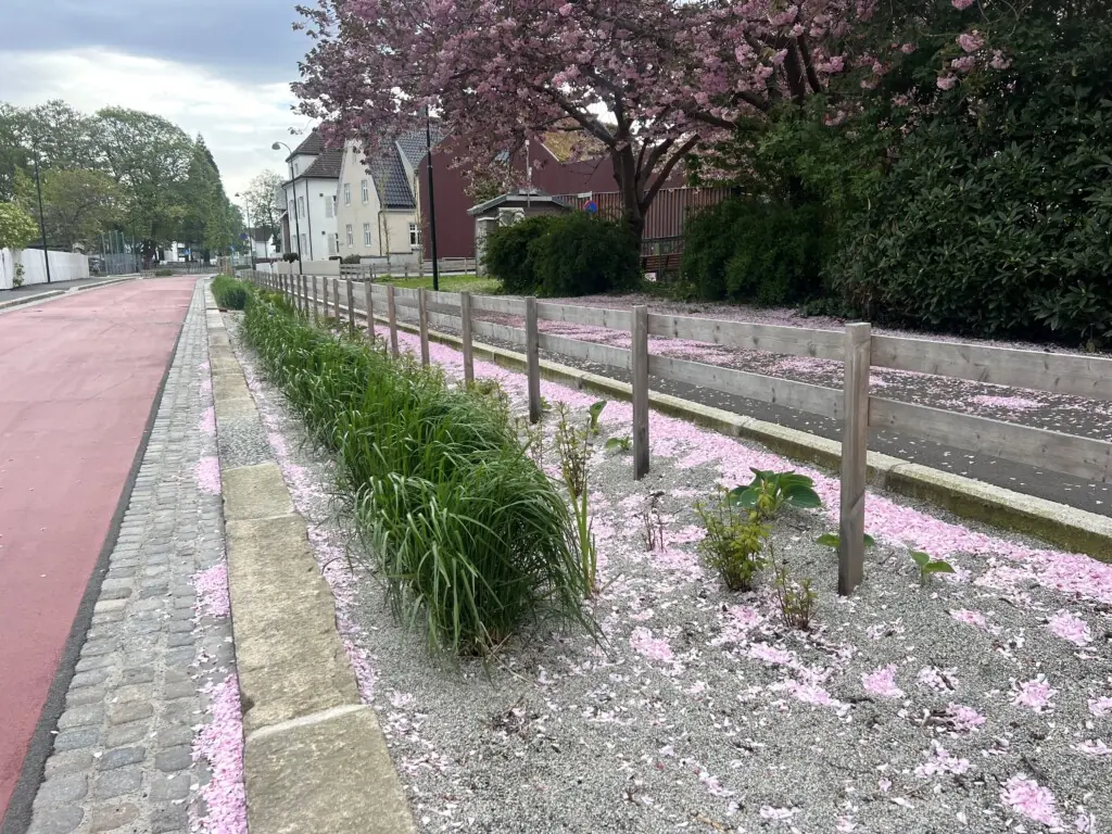 Rosa kronblader far vårblomstrende trær ligger på bakken