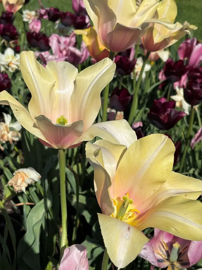 Lyse gule tulipaner som blomster
